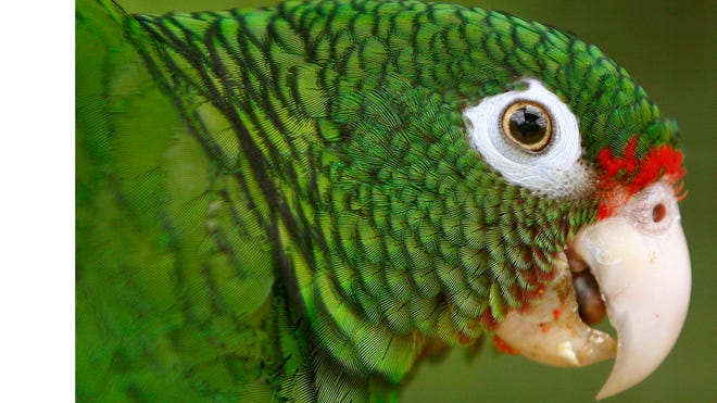 Puerto Rico Parrot crop.jpg